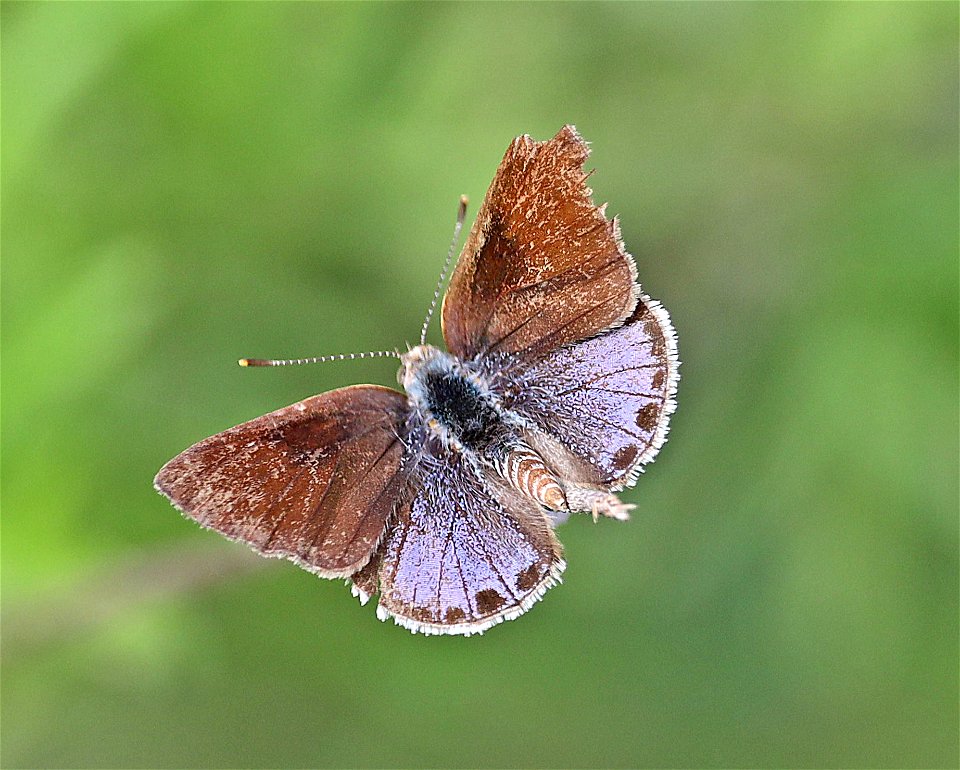 SCRUB-HAIRSTREAK, LANTANA (Strymon bazochi) (12-04-2022) national butterfly center, mission, hidalgo co, tx -01