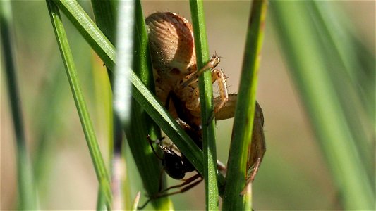 Xysticus cf. cristatus (Gewöhnliche Krabbenspinne) - Weibchen verspeist eine Ameise