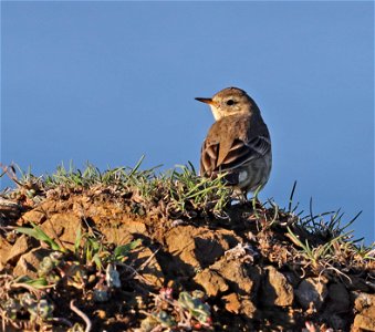 783 - AMERICAN PIPIT (10-09-2021) point st george, crescent city, del norte co, ca -01