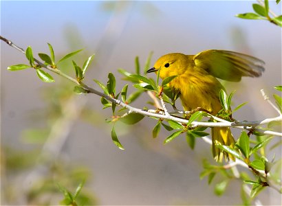 Yellow warbler on Seedskadee National Wildlife Refuge