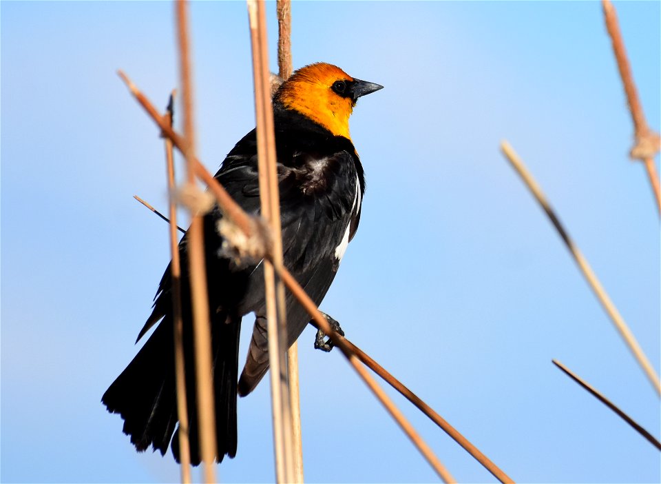 Yellow headed blackbird at Seedskadee National Wildlife Refuge