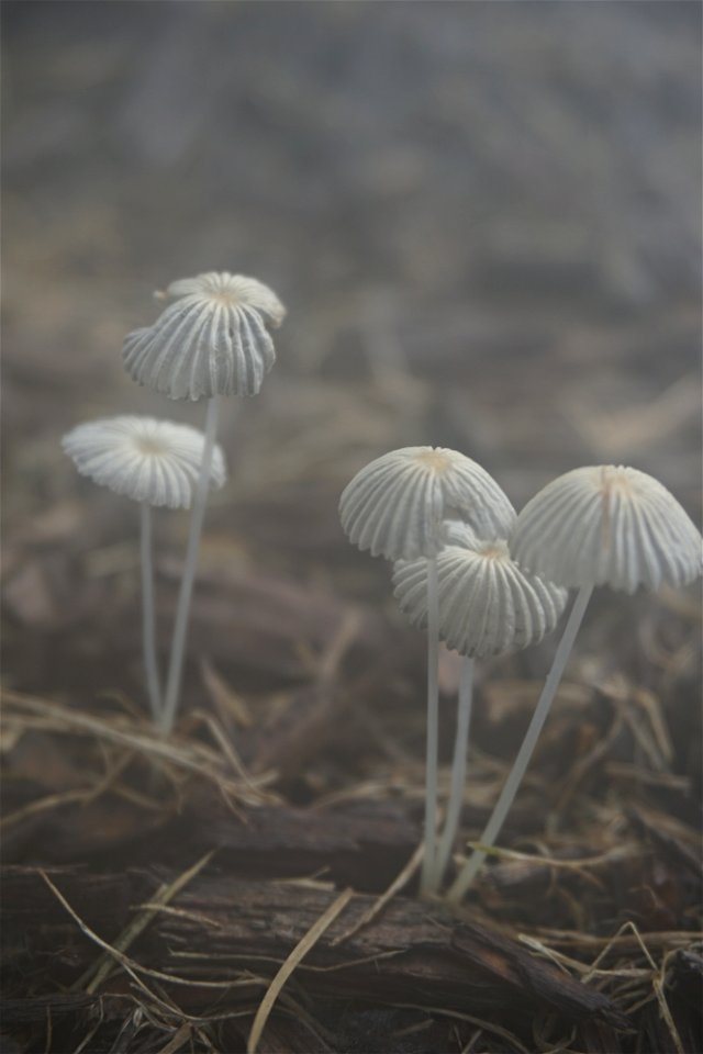 Mushrooms in the Fog