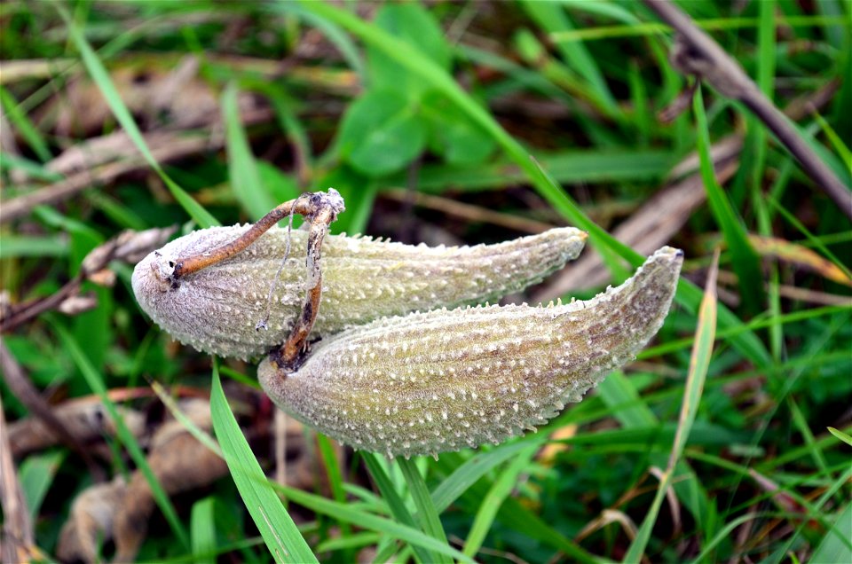 Milkweed Seeds