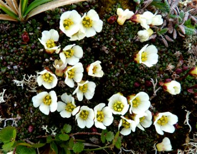 Diapensia_6-14-2011