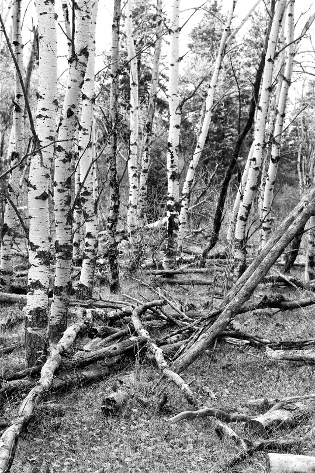 Aspen Arrangement