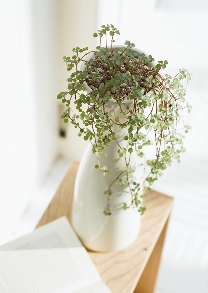 Indoor plant in a bathroom window