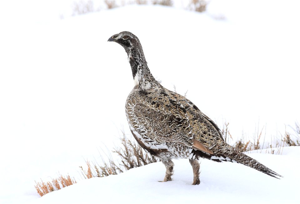 Greater sage-grouse on Seedskadee National Wildlife Refuge