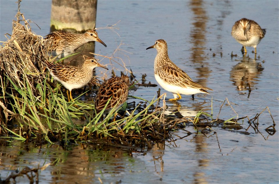 Pectoral Sandpipers Huron Wetland Management