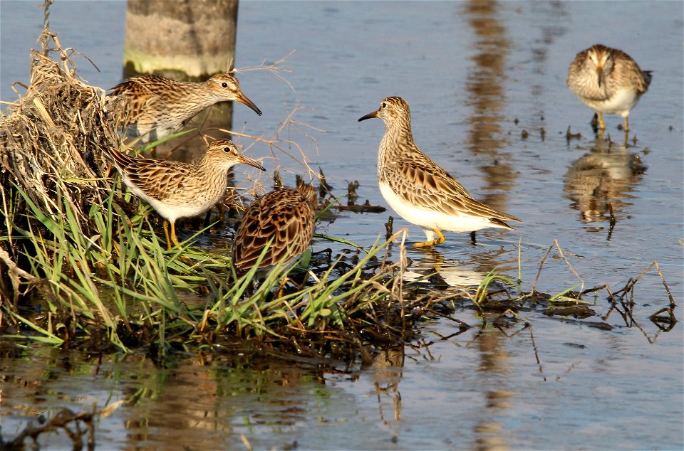 Pectoral Sandpipers Huron Wetland Management photo