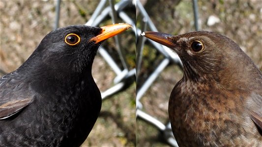 Ein schönes (Amsel-) Paar