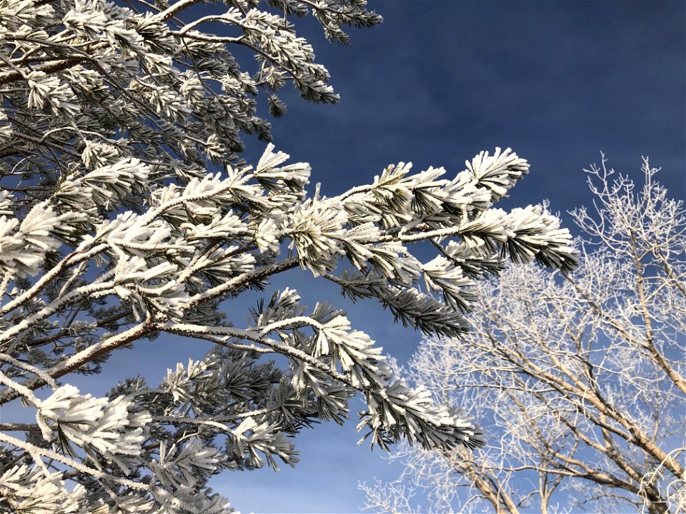 Pine and Poplar, All Frosted