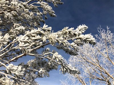 Pine and Poplar, All Frosted