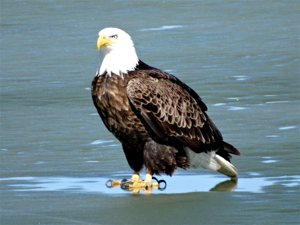 American Bald Eagle on Lake Andes National Wildlife Refuge South Dakota. photo