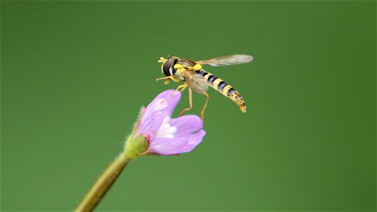 Sphaerophoria scripta (Gewöhnliche Langbauchschwebfliege) Weibchen auf Kleinblütigem Weideröschen