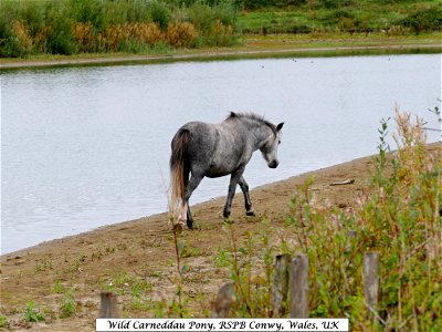 Wild Carneddau Pony photo