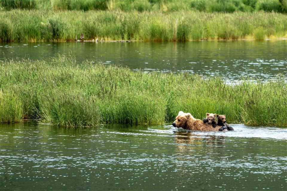 482 and spring cubs - NPS Photo/L. Law