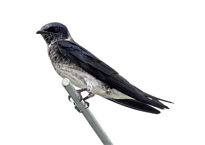 656 - PURPLE MARTIN (05-29-2023) alligator river nat wildlife refuge, dare co, nc -03 female