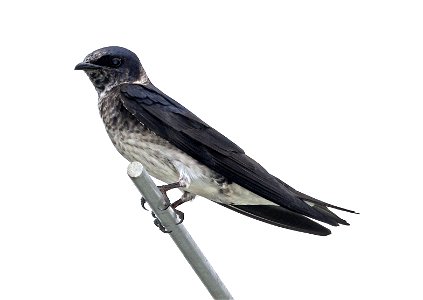 656 - PURPLE MARTIN (05-29-2023) alligator river nat wildlife refuge, dare co, nc -03 female photo