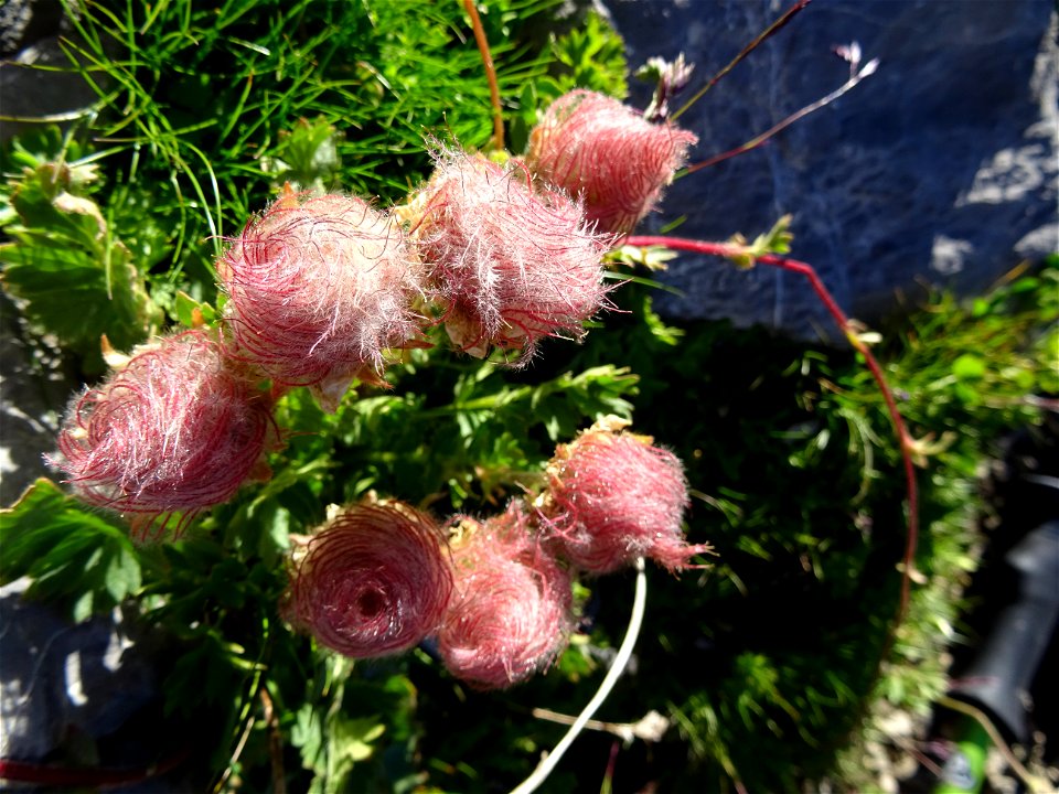 Fructifications de Benoîte rampante, Geum reptans, Rosacées