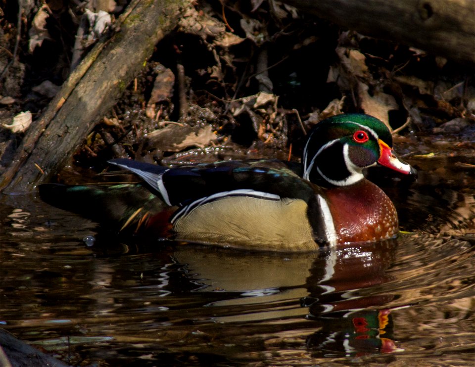 Wood Duck