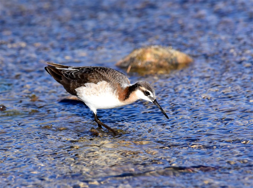 Wilson's phalarope at Seedskadee National Wildlife Refuge