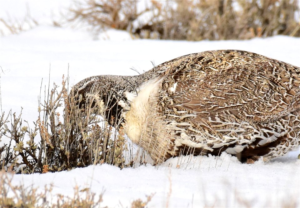 Greater sage-grouse on Seedskadee National Wildlife Refuge