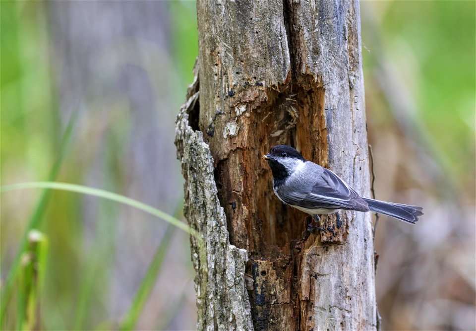 Black-capped chickadee photo