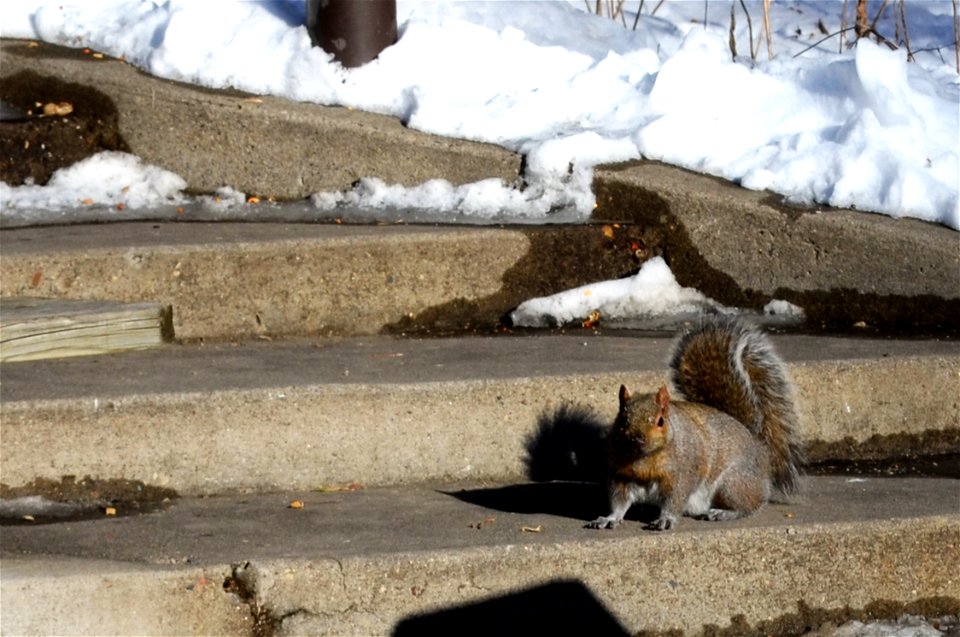 Surprised Squirrel!