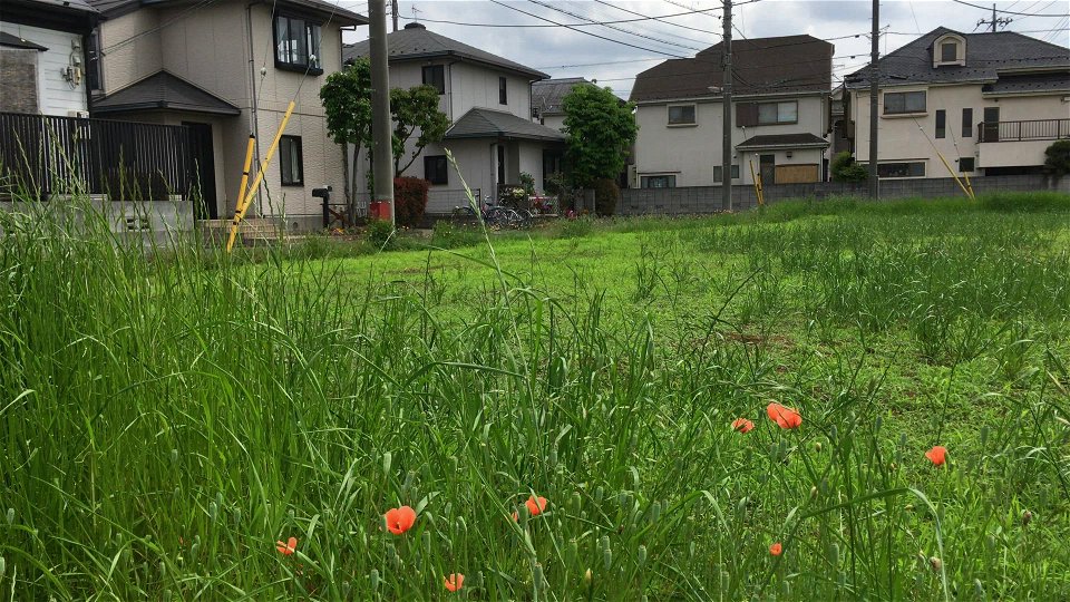 Nishioizumi in Nerima-ku in mid-May