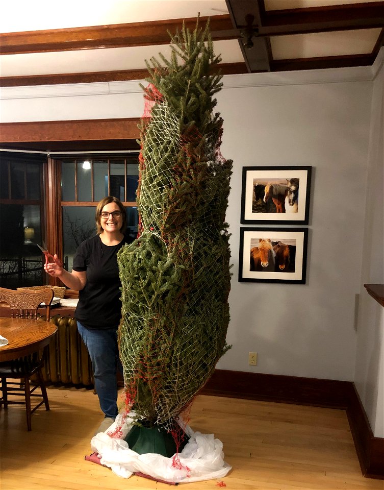 This Tree is 2 Cori's High