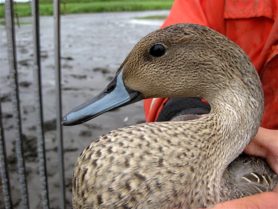 Adult Male Pintail