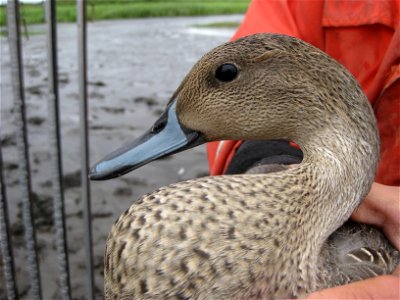 Adult Male Pintail