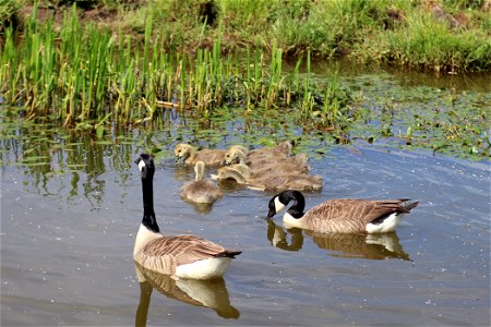 Canada Goose Family photo