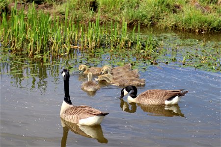 Canada Goose Family
