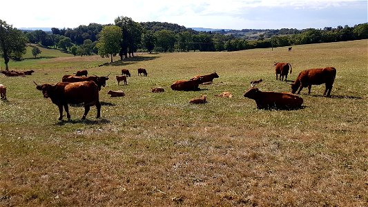 Vaches de Salers au pré