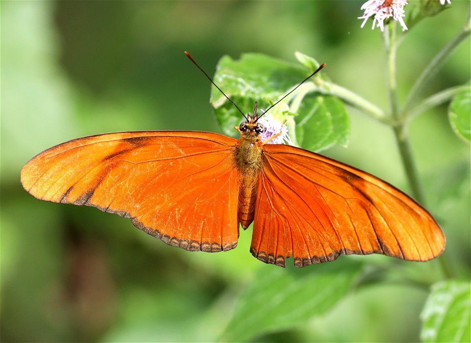 HELIACON, JULIA (Dryas julia) (12-29-2021) the butterfly center, mission, hidalgo co, tx -01