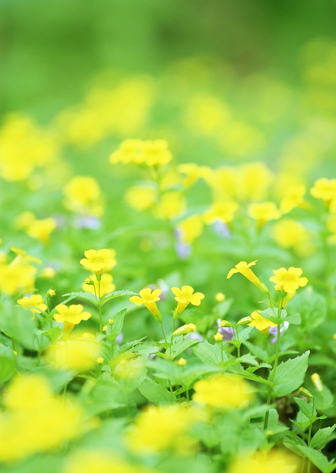 Close view of an overgrown field filled with yellow wildflowers
