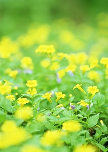 Close view of an overgrown field filled with yellow wildflowers