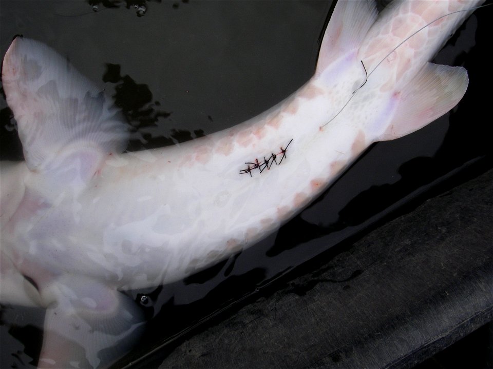 Radio Tagging a Juvenile Sturgeon photo