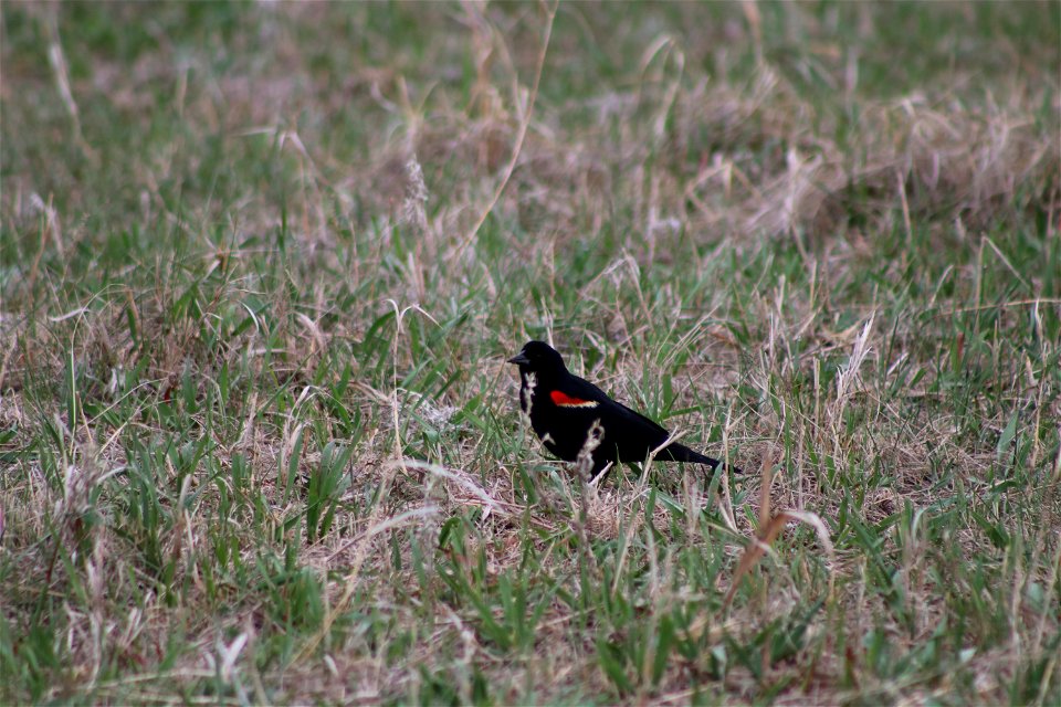 Red-Winged Blackbird Lake Andes Wetland Management District South Dakota