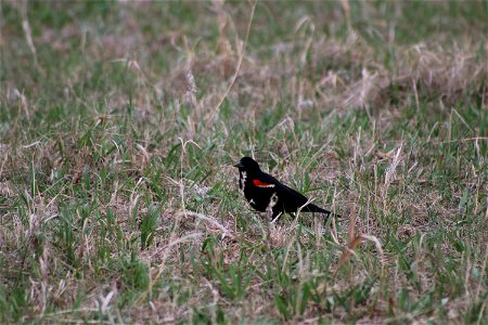 Red-Winged Blackbird Lake Andes Wetland Management District South Dakota