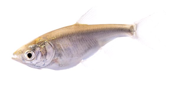 Silver Carp (Hypophthalmichthys molitrix), Juvenile (7)