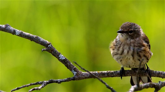 Yellow Rumped Warbler