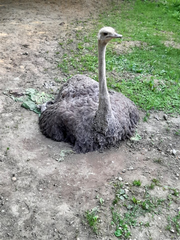 Ostrich