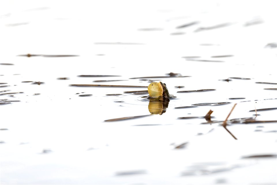 Chorus frog calling near the Gibbon River