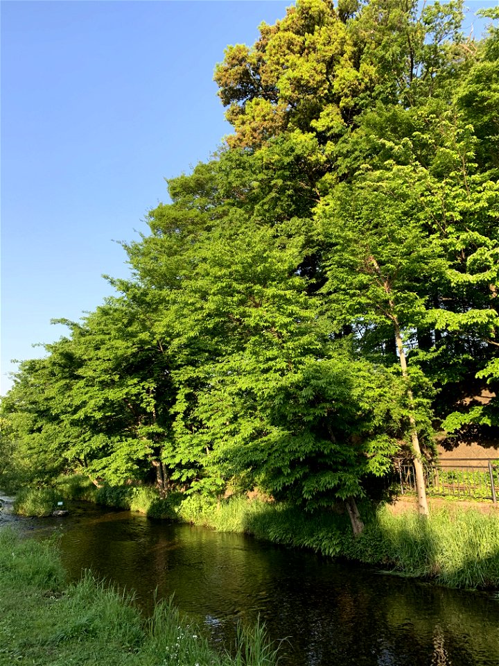 Ochiai River in Higashikurume-shi