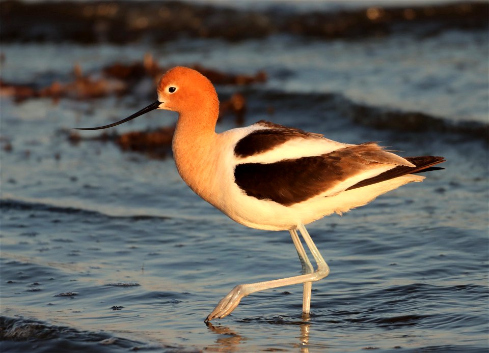 American Avocet Huron Wetland Management District, South Dakota