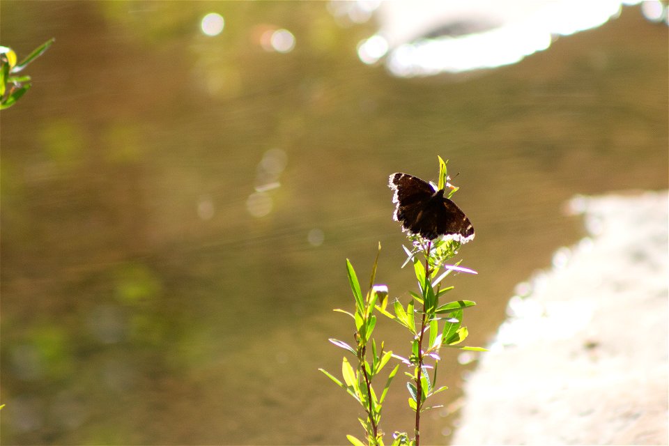 Springtime - West Fork of Oak Creek Trail #108