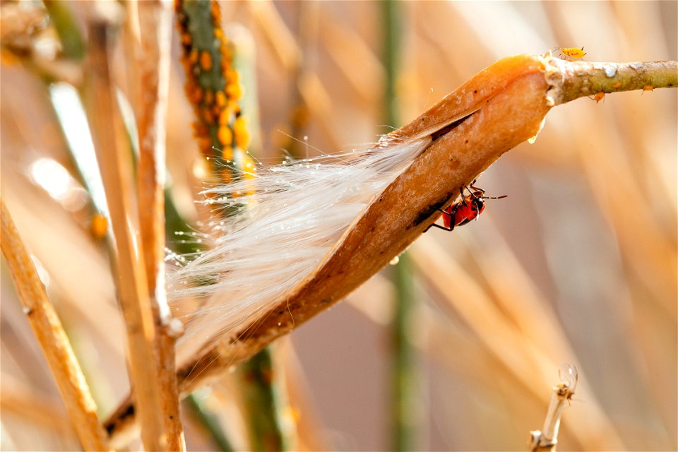 Milkweed seed pod and Milkweed bug