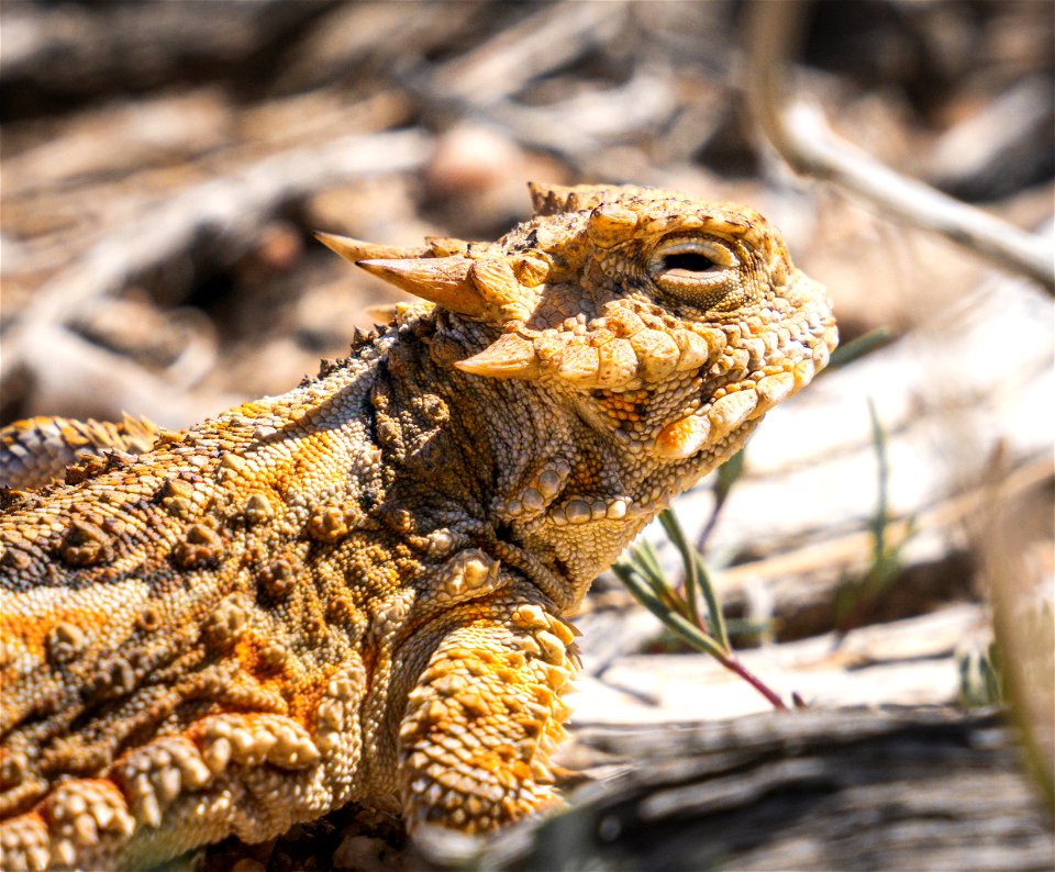 Desert Horned Lizard at Alabama Hills